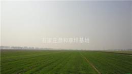 北京草坪分类|北京草坪|北京冷季型草坪|北京早熟禾草坪