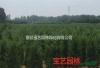 江苏常年供应规格1米~4米圆柏树