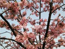 河津樱具潜力的樱花新品种,花期长达一个月