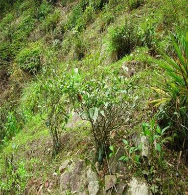 供应正山小种茶叶