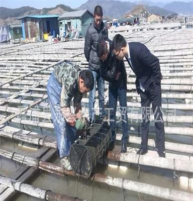 福建海参*交易市场价格@大量拉缸盐海参出售-原产地直销海参批发