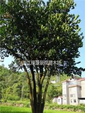 丛生胡柚树移栽苗5m×5m