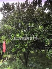 浙江衢州低价出售精品胡柚树