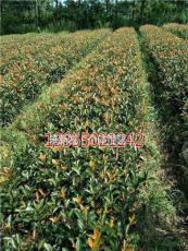 安徽滁州红叶石楠小苗低价优惠