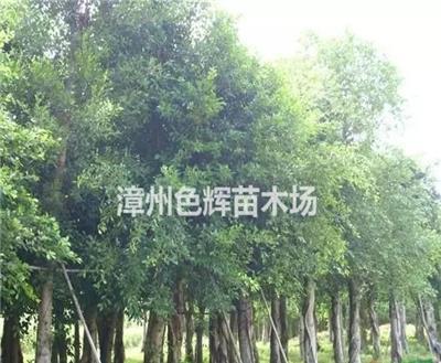 福建供应小叶榕，细叶榕价格