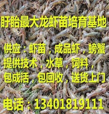 汉寿湖北龙虾苗批发包回收