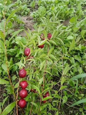 钙果苗，钙果苗价格，一年生钙果苗，二年舒钙果价格，钙果苗基地