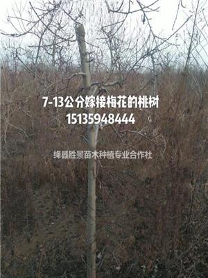 调整8公桃树价格·10公分占地桃树价格调整·占地桃树价格调整