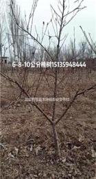 供应5公分桃树·3公分挂果桃树·5公分占地桃树产地价格