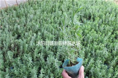 江苏薰衣草苗价格 薰衣草苗适应新疆 薰衣草基地供应商