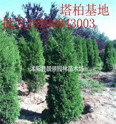 塔柏价格 塔柏种植方法及图片 塔柏工程用苗