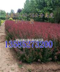 红叶小檗价格H30-35-40公分高红叶小檗色带苗批发价供应