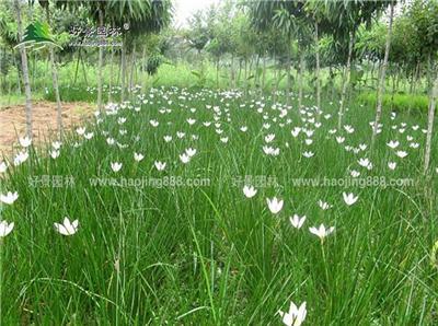 葱兰草价格_葱兰草图片_葱兰草产地_葱兰草绿化苗木苗圃基地