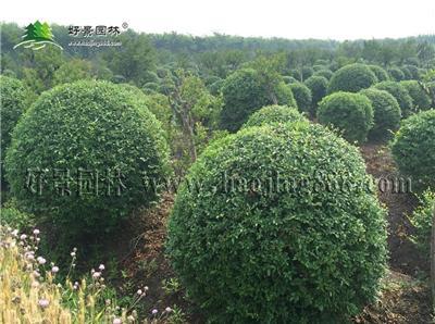 水蜡球价格_水蜡球图片_水蜡球产地_水蜡球绿化苗木苗圃基地