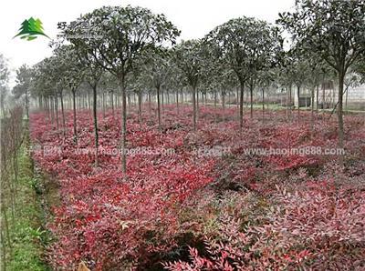 南天竹价格_南天竹图片_南天竹产地_南天竹绿化苗木苗圃基地