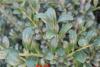销售龟甲冬青工程苗，法国冬青，金叶黄杨，矮紫薇等苗木