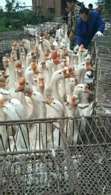 北京哪里有卖鹅苗批发费用多少一只