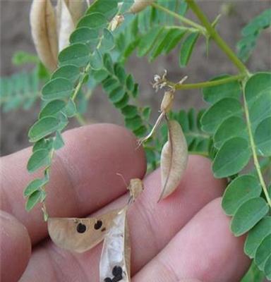 黄芪种子产地 内蒙古黄芪种子 中药材种子交易网,射干桔梗红花