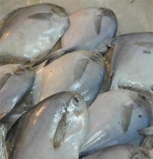 供应冰鲜野生白鲳鱼无污染约200-250克/条 冰鱼 海产品批发