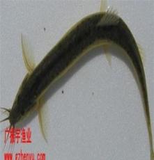 供应鱼苗 台湾泥鳅