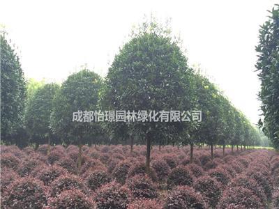 成都12公分桂花种植基地   12公分的桂花分枝点有多高