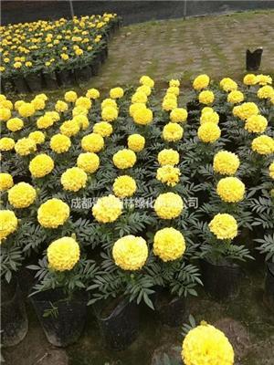 黄色橙色万寿菊杯花批发  万寿菊工程花卉销售