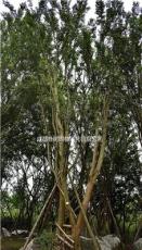 朴树的价格朴树苗木价格表2019，米径20-40公分优质朴树