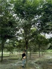 浙江地区供应15-20公分优质榉树