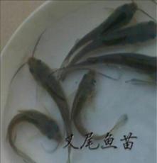 广东大量批发斑点叉尾鮰鱼苗 最新优惠价格鸿运水产