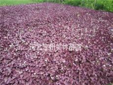 河北定州盆栽紫叶酢酱草价格