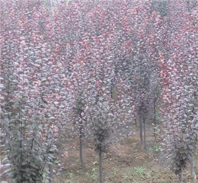 紫叶李`大叶女贞`紫薇`桂花`三角枫小苗