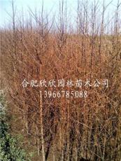 安徽合肥肥西供应大量水杉小苗高度80-150公分100万株