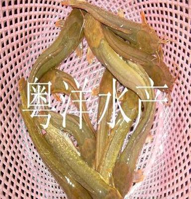 批发胡子鲶鱼苗