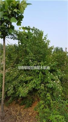 河南鄢陵供应80-3米冠幅金银木