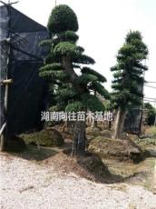 湖南专业生产优质的大规格造型榆树 造型榆树的*新价格