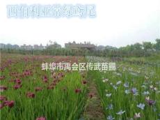 杭州萧山大量供应常绿水生鸢尾