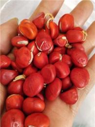 供应鄂西红豆种子鄂西红豆种子价格九江鄂西红豆那家便宜