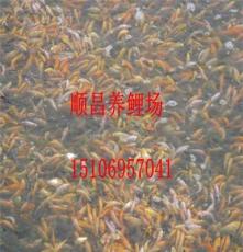 大量供应锦鲤鱼苗7-10cm 景观垂钓鱼黄金 白金 红鲤 花鲤