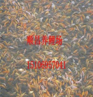 大量供应锦鲤鱼苗7-10cm 景观垂钓鱼黄金 白金 红鲤 花鲤