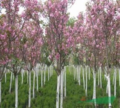 售道路用苗紫玉兰、高杆女贞、樱花、紫荆、紫薇、广玉兰