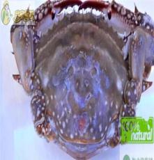 秒杀5斤包邮鲜冻上市 野生海捕梭子蟹 优选红膏母蟹 白蟹 水产品