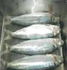 冷冻海鲜批发 冷冻沙丁鱼20-30条/公斤 冷冻海鲜 冷冻水产品