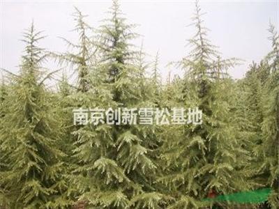 H4米雪松价格90元（P2米，4高度雪松价格）-南京创新雪松