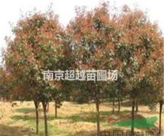 南京红叶石楠苗圃产地红叶石楠球价格高杆红叶石楠价格