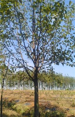 江苏白玉兰产地供应10公分白玉兰树价格报价。