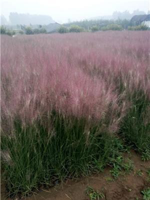 粉黛乱子草种植基地  粉黛乱子草