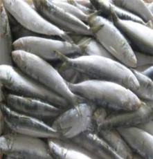 供应出口冷冻沙丁鱼原料 沙丁鱼罐头生产原料鱼