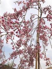 垂枝樱花基地 2米高八重红垂枝樱花小苗多少钱一棵  垂樱价格