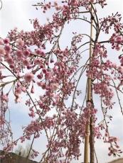 八重红枝垂樱花小苗 垂枝樱花的价格行情 垂枝樱报价