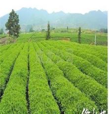 修水土特产 双井绿茶“十斤茶养一两芽”